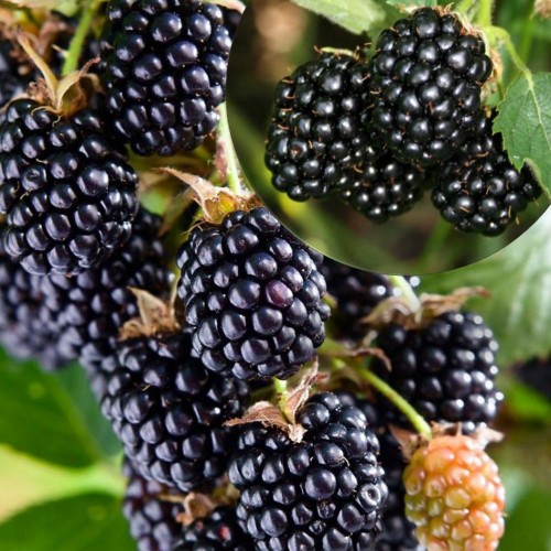Rubus fruticosus 'Coolaris® Garden Black' - Aedmurakas 'Coolaris® Garden Black' P11/0,75L
